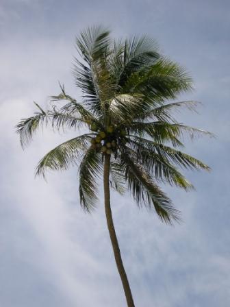 palm in the wind