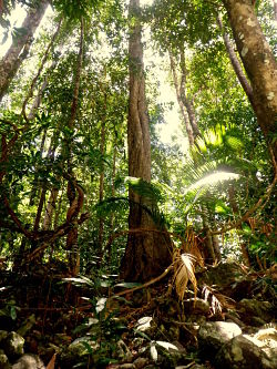 Langkawi Rainforest